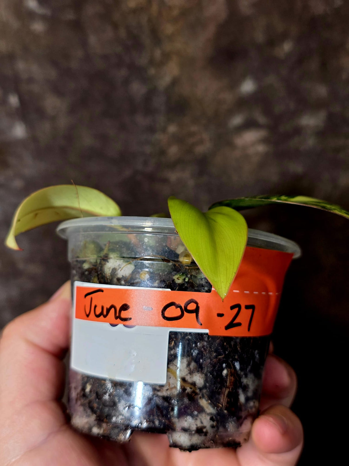 Philodendron Yellow Congo Variegated - EXACT Plant - US Seller (June-09-27)