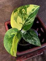 Scindapsus Jade Satin Variegated - Rare EXACT Plant - (June-09-26)