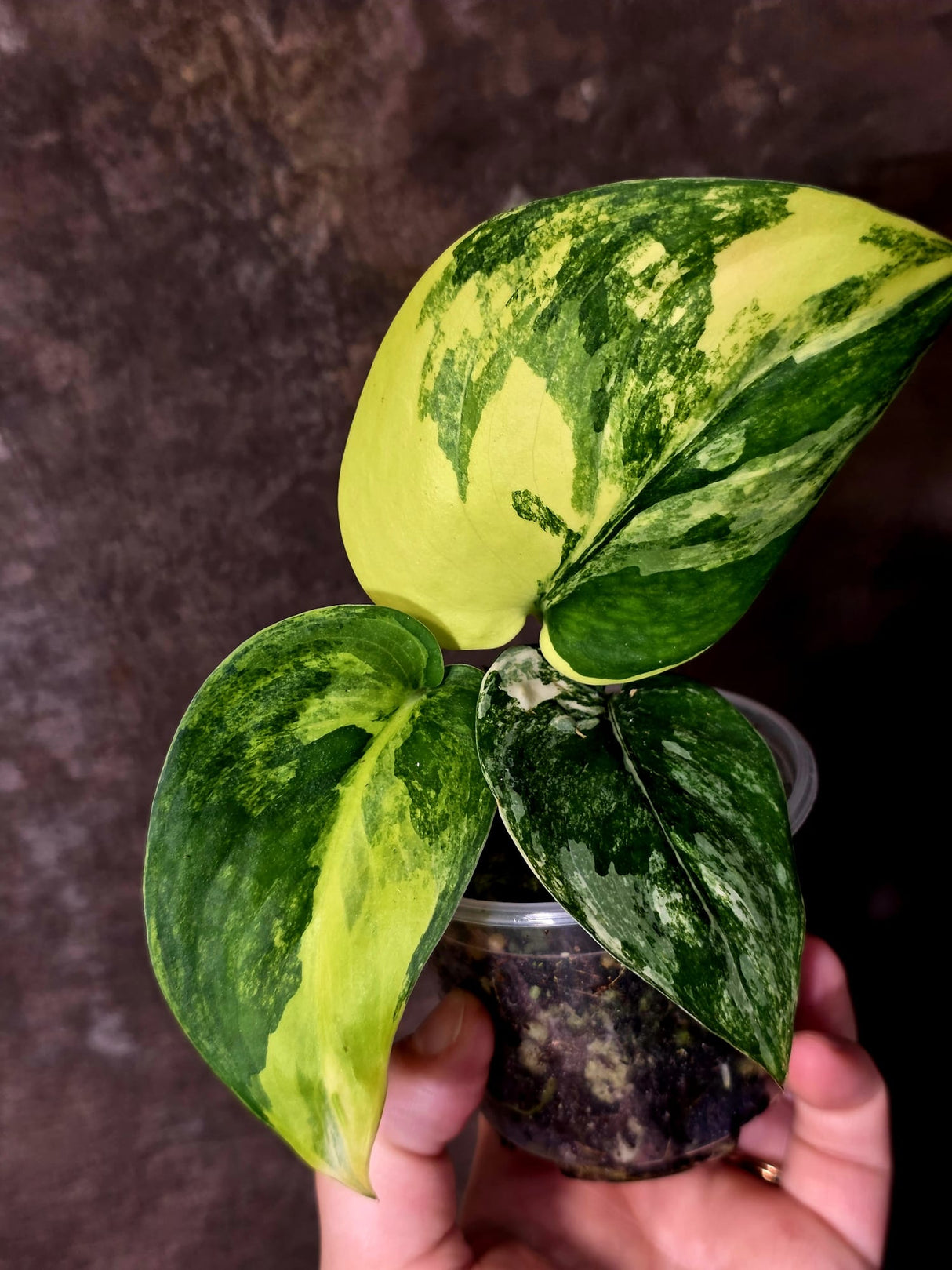 Scindapsus Jade Satin Variegated - Rare EXACT Plant - (June-09-26)