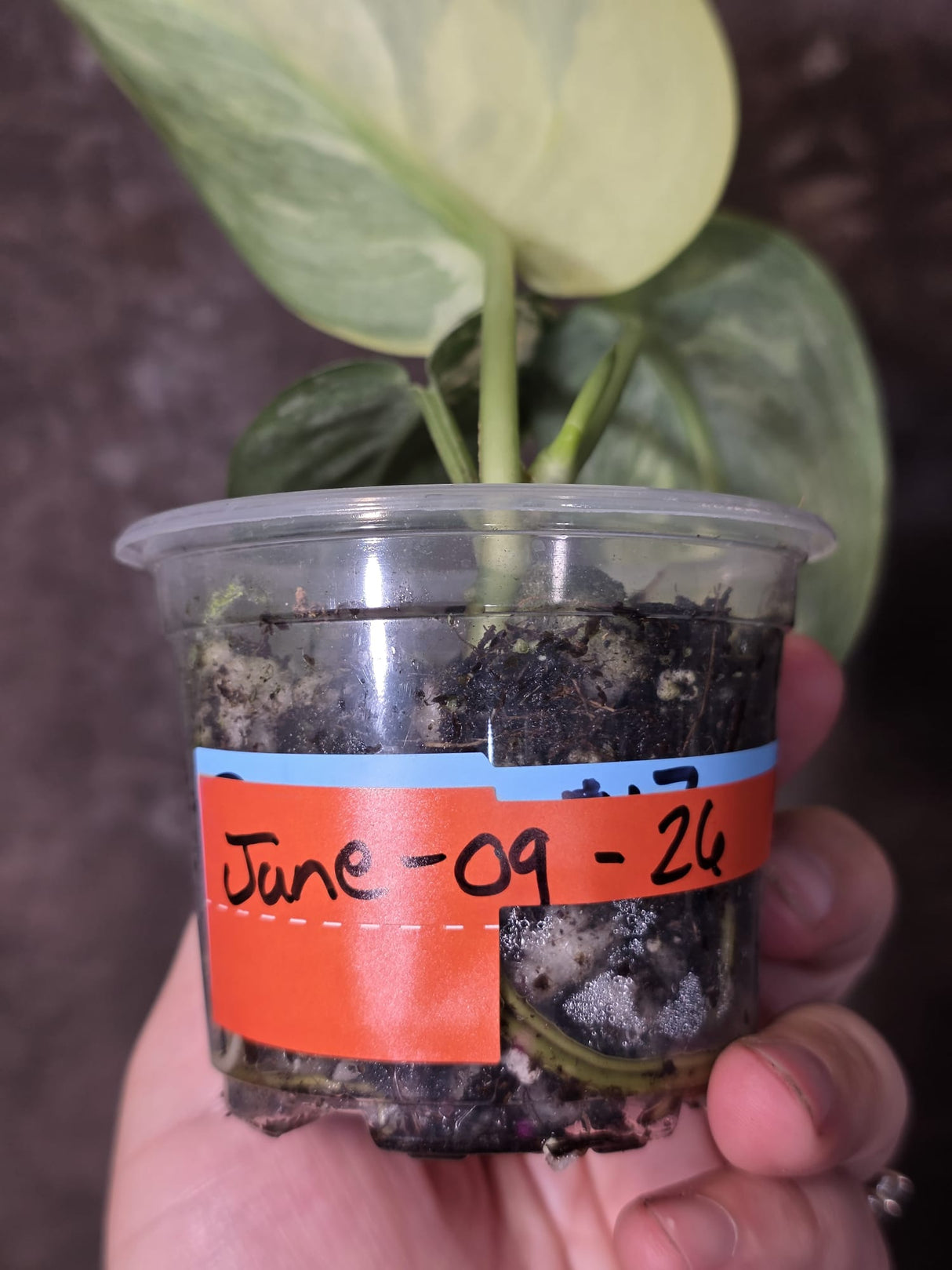 Scindapsus Jade Satin Variegated - Rare EXACT Plant - (June-09-26)