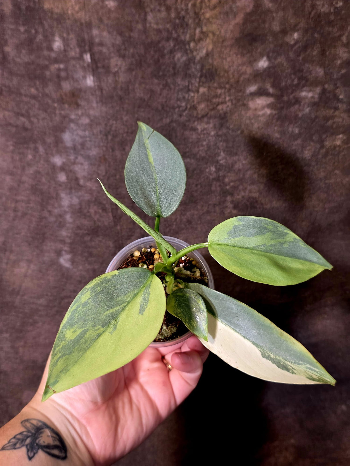 Philodendron Silver Sword Variegated - Rare Collector Plant - (June-09-28)
