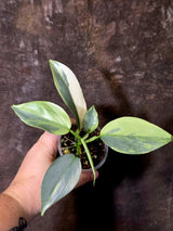 Philodendron Silver Sword Variegated - Rare Collector Plant - (June-09-28)