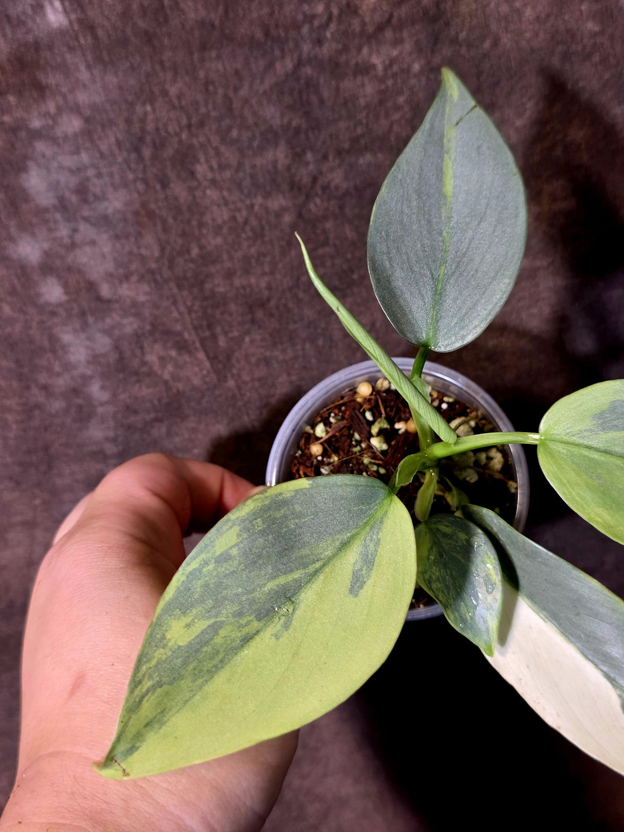 Philodendron Silver Sword Variegated - Rare Collector Plant - (June-09-28)