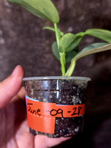 Philodendron Silver Sword Variegated - Rare Collector Plant - (June-09-28)