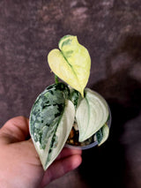 Variegated Scindapsus Mayari Plant - Collector Rare Exact Plant - (June-09-33)