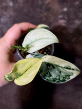 Variegated Scindapsus Mayari Plant - Collector Rare Exact Plant - (June-09-33)