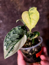 Variegated Scindapsus Mayari Plant - Collector Rare Exact Plant - (June-09-33)
