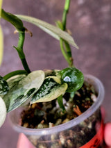 Variegated Scindapsus Mayari Plant - Collector Rare Exact Plant - (June-09-33)