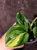 Scindapsus Jade Satin Variegated - Rare Tropical Plant - EXACT Plant - (June-09-34)