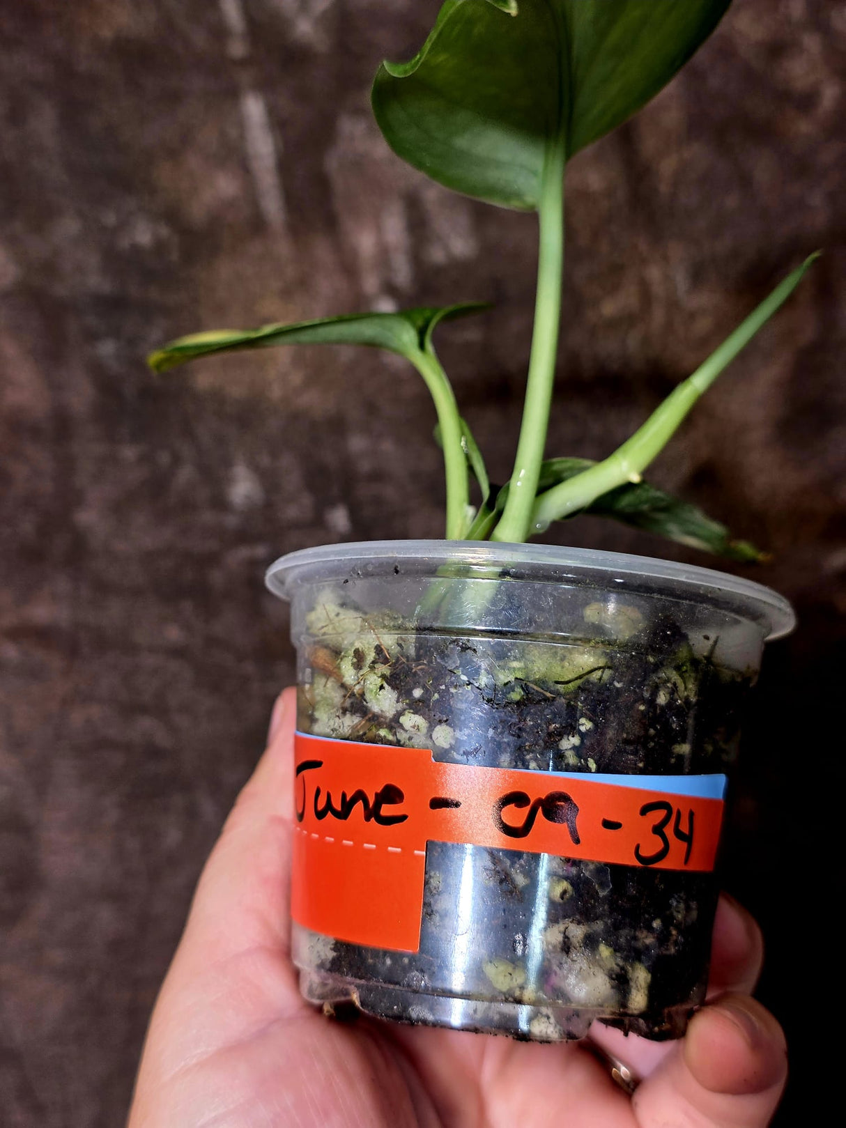 Scindapsus Jade Satin Variegated - Rare Tropical Plant - EXACT Plant - (June-09-34)