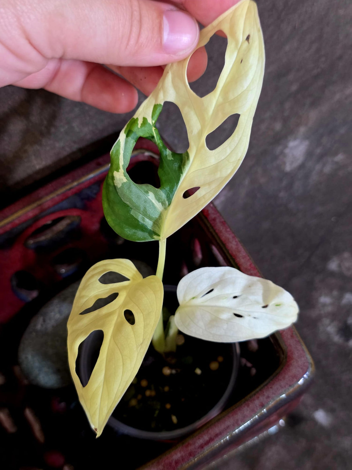 Variegated Monstera Adansonii Albo - Swiss Cheese Plant - (June-09-35)