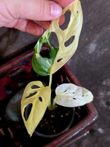 Variegated Monstera Adansonii Albo - Swiss Cheese Plant - (June-09-35)