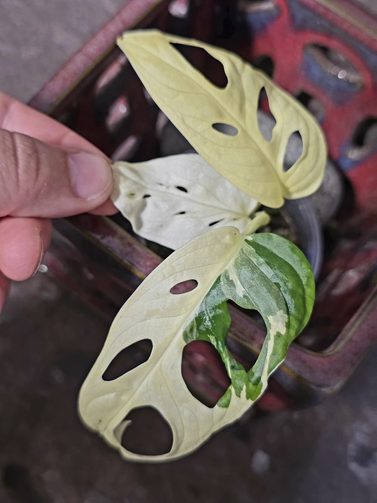 Variegated Monstera Adansonii Albo - Swiss Cheese Plant - (June-09-35)