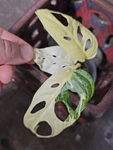 Variegated Monstera Adansonii Albo - Swiss Cheese Plant - (June-09-35)