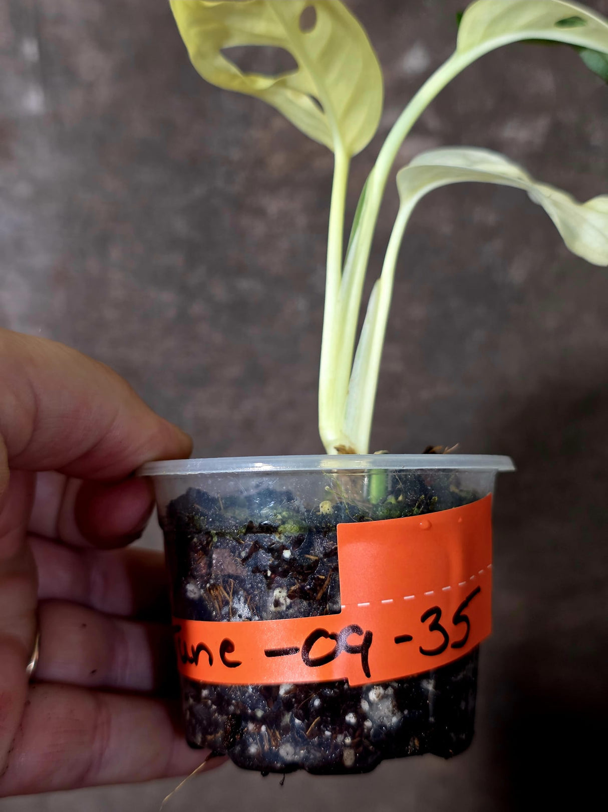 Variegated Monstera Adansonii Albo - Swiss Cheese Plant - (June-09-35)