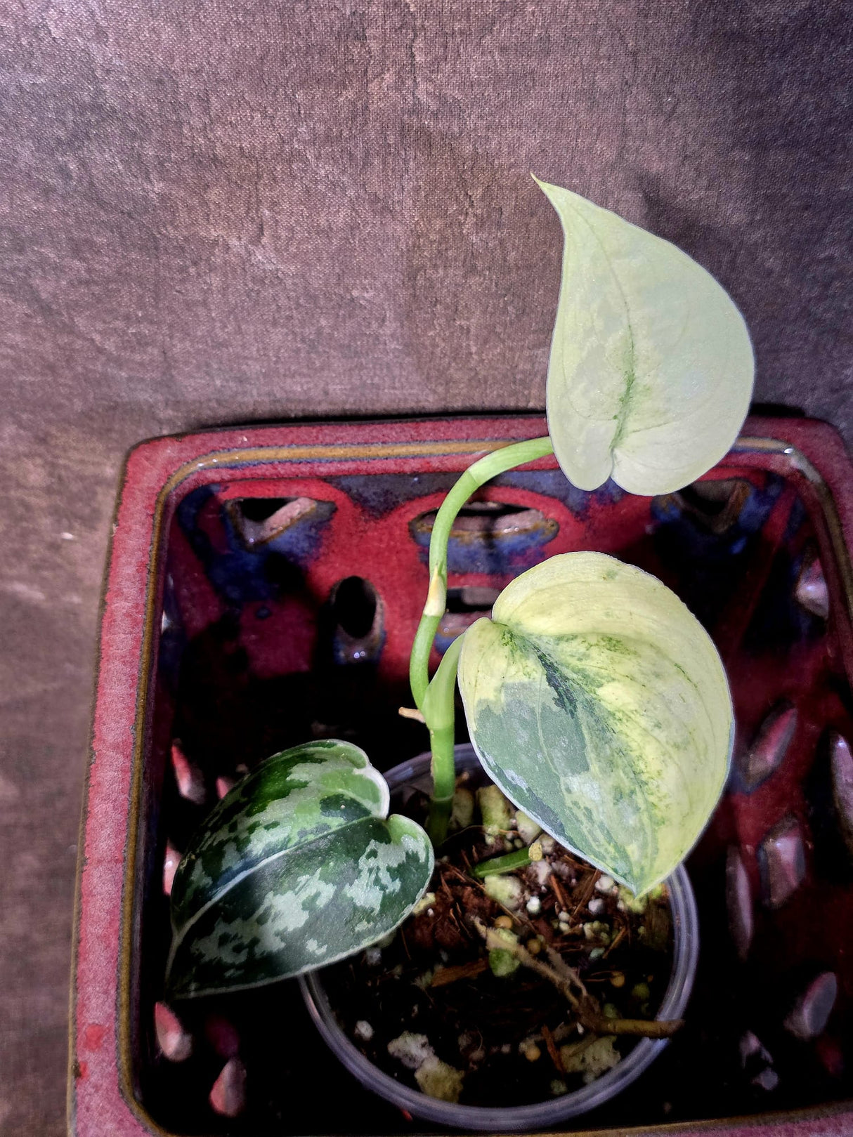 Variegated Scindapsus Mayari Plant - Collector Rare Exact Plant - (June-09-37)
