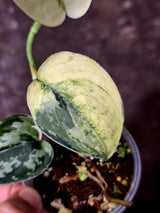 Variegated Scindapsus Mayari Plant - Collector Rare Exact Plant - (June-09-37)