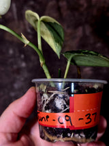Variegated Scindapsus Mayari Plant - Collector Rare Exact Plant - (June-09-37)