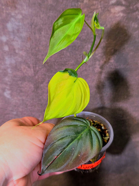 Variegated Philodendron Mican Aurea - Rare Collector Plant - (June-09-39)