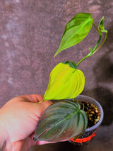 Variegated Philodendron Mican Aurea - Rare Collector Plant - (June-09-39)