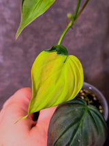 Variegated Philodendron Mican Aurea - Rare Collector Plant - (June-09-39)