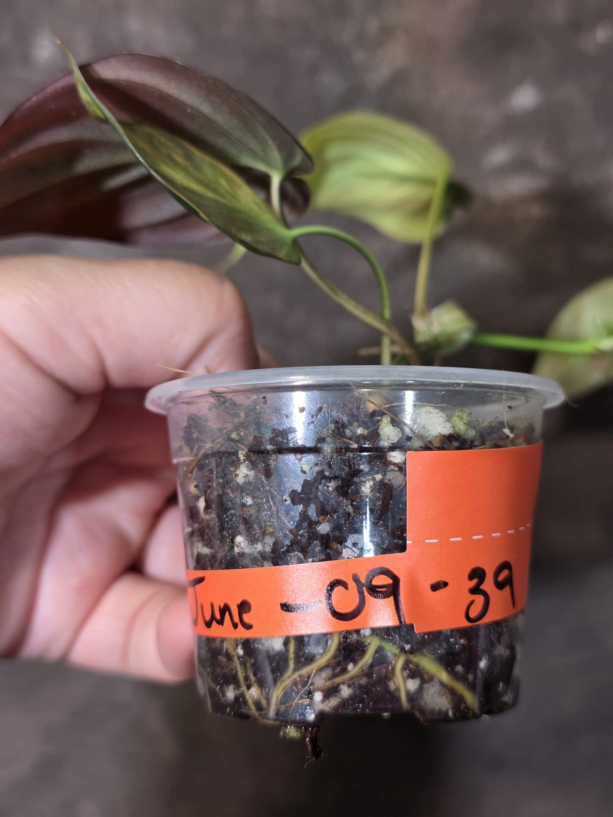 Variegated Philodendron Mican Aurea - Rare Collector Plant - (June-09-39)