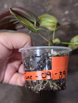 Variegated Philodendron Mican Aurea - Rare Collector Plant - (June-09-39)