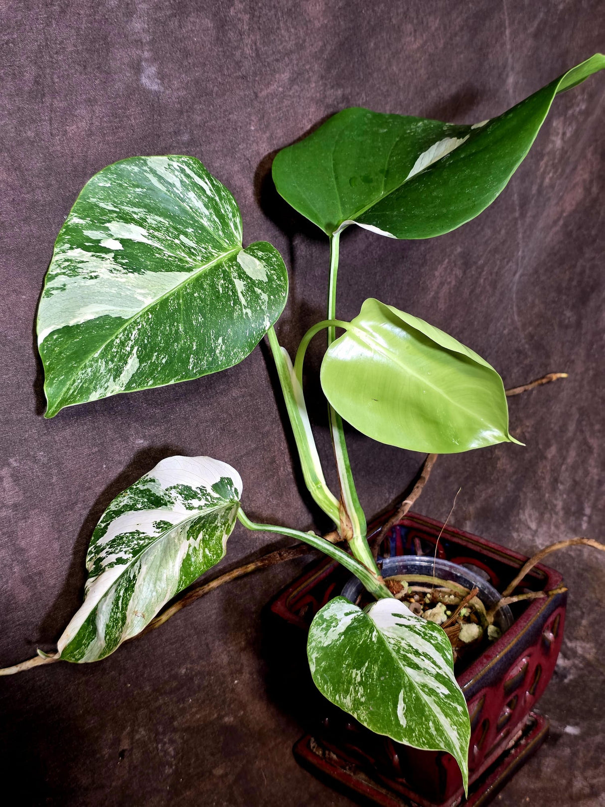 Variegated Monstera Albo - White Monstera Borsigiana Baby Leaf - (June-09-41)
