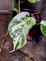 Variegated Monstera Albo - White Monstera Borsigiana Baby Leaf - (June-09-41)