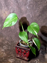Variegated Monstera Albo - White Monstera Borsigiana Baby Leaf - (June-09-44)