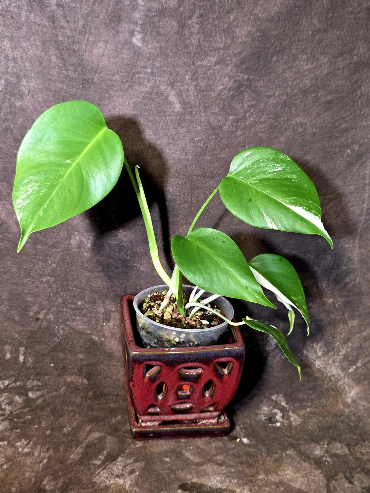 Variegated Monstera Albo - White Monstera Borsigiana Baby Leaf - (June-09-44)