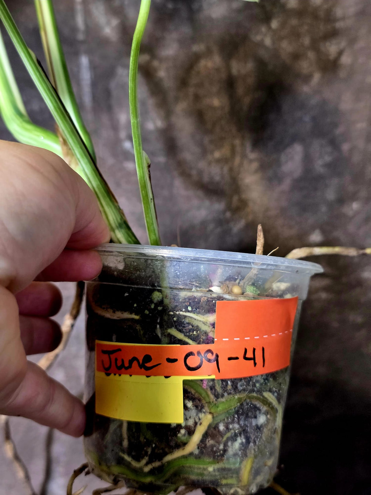 Variegated Monstera Albo - White Monstera Borsigiana Baby Leaf - (June-09-41)