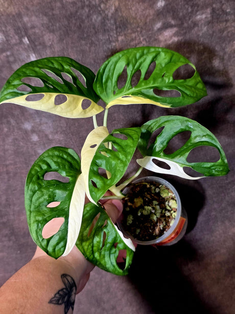 Variegated Monstera Adansonii Albo - Swiss Cheese Plant - (June-09-42)