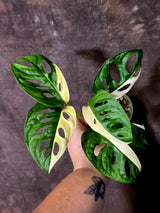 Variegated Monstera Adansonii Albo - Swiss Cheese Plant - (June-09-42)
