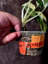 Variegated Monstera Adansonii Albo - Swiss Cheese Plant - (June-09-42)