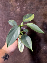 Philodendron Silver Sword Variegated - Rare Collectors Plant - (June-09-43)