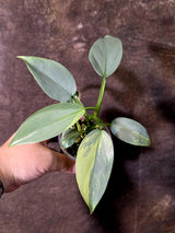 Philodendron Silver Sword Variegated - Rare Collectors Plant - (June-09-43)