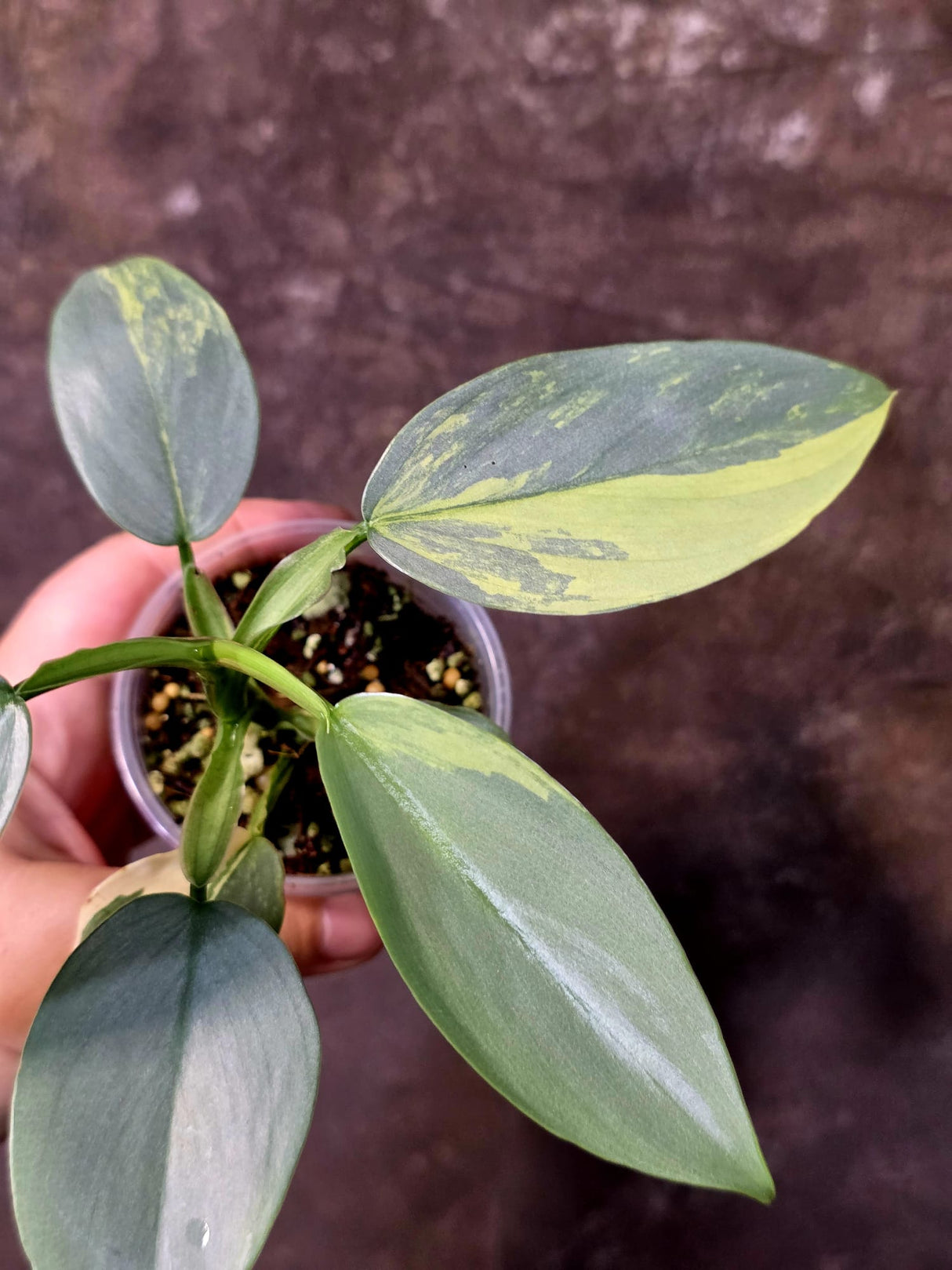 Philodendron Silver Sword Variegated - Rare Collectors Plant - (June-09-43)