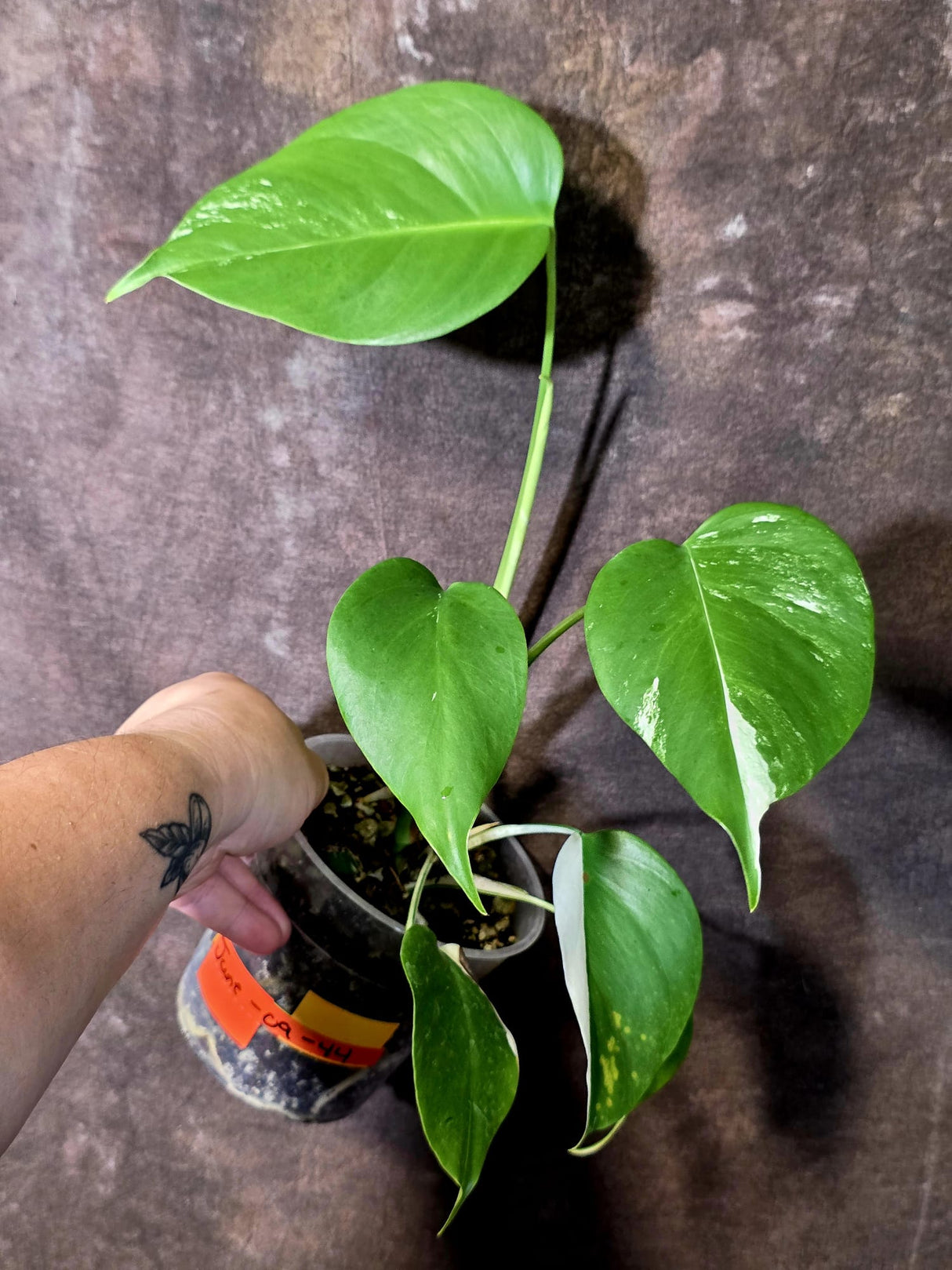 Variegated Monstera Albo - White Monstera Borsigiana Baby Leaf - (June-09-44)