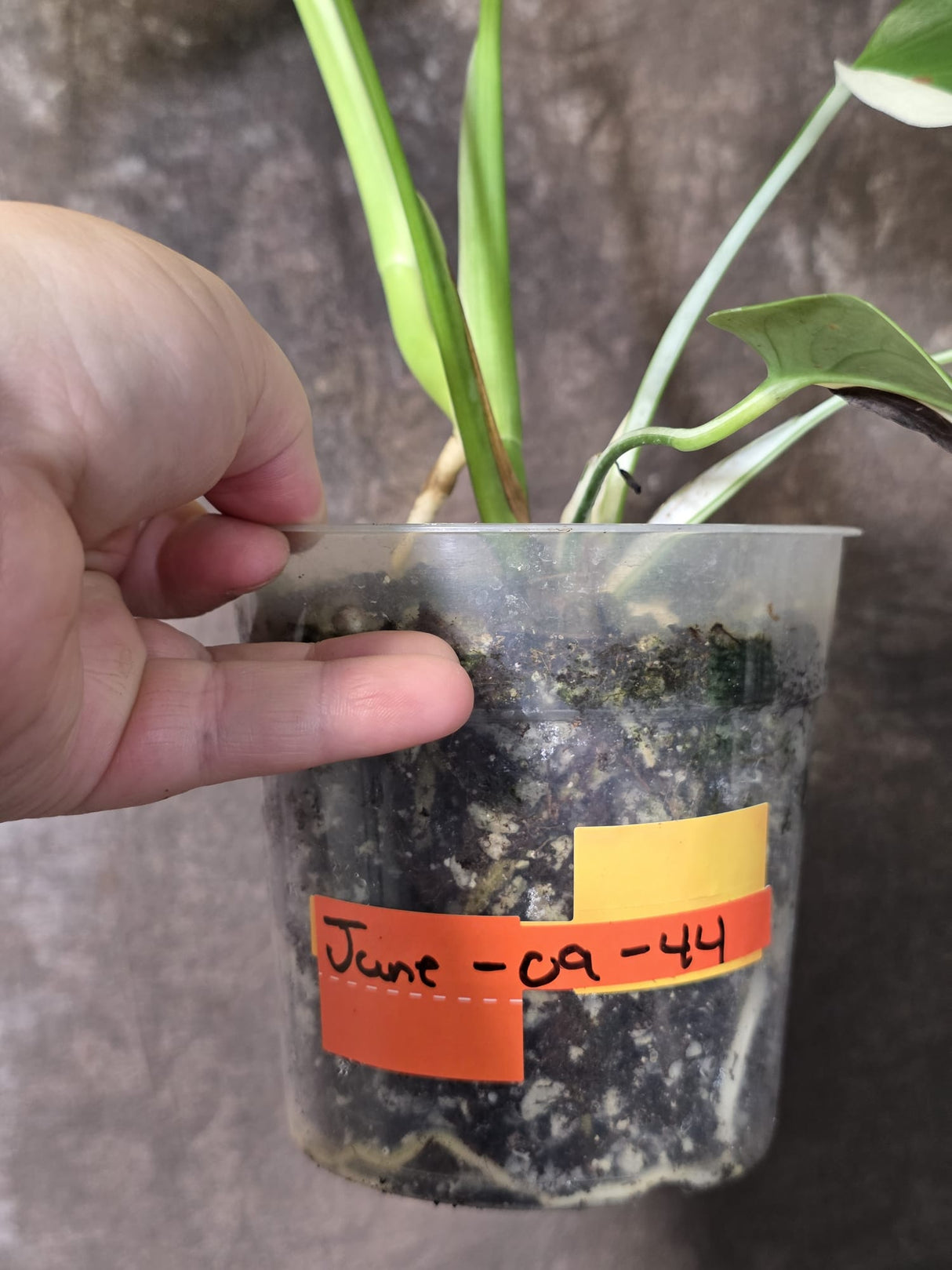 Variegated Monstera Albo - White Monstera Borsigiana Baby Leaf - (June-09-44)