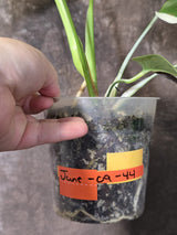 Variegated Monstera Albo - White Monstera Borsigiana Baby Leaf - (June-09-44)