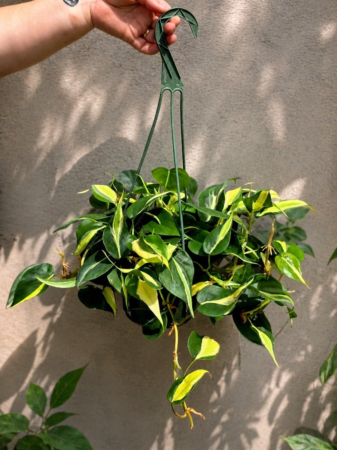 Silver Stripe Philodendron Plant in 6” Hanging Basket - Variegated Indoor Vine Plant
