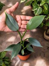 Rare Silver Sword Philodendron in 3 Inch Pot - Philodendron Hastatum - Live Houseplant - Exotic Aroid Plant