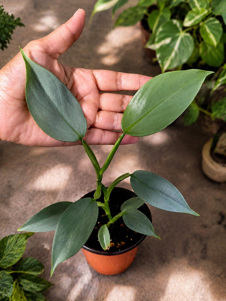 Rare Silver Sword Philodendron in 3 Inch Pot - Philodendron Hastatum - Live Houseplant - Exotic Aroid Plant
