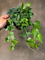 Green Ivy Live Plant in 4 Inch Pot - Hedera Helix - Trailing Houseplant - Indoor Vine Plant - Hanging Houseplant