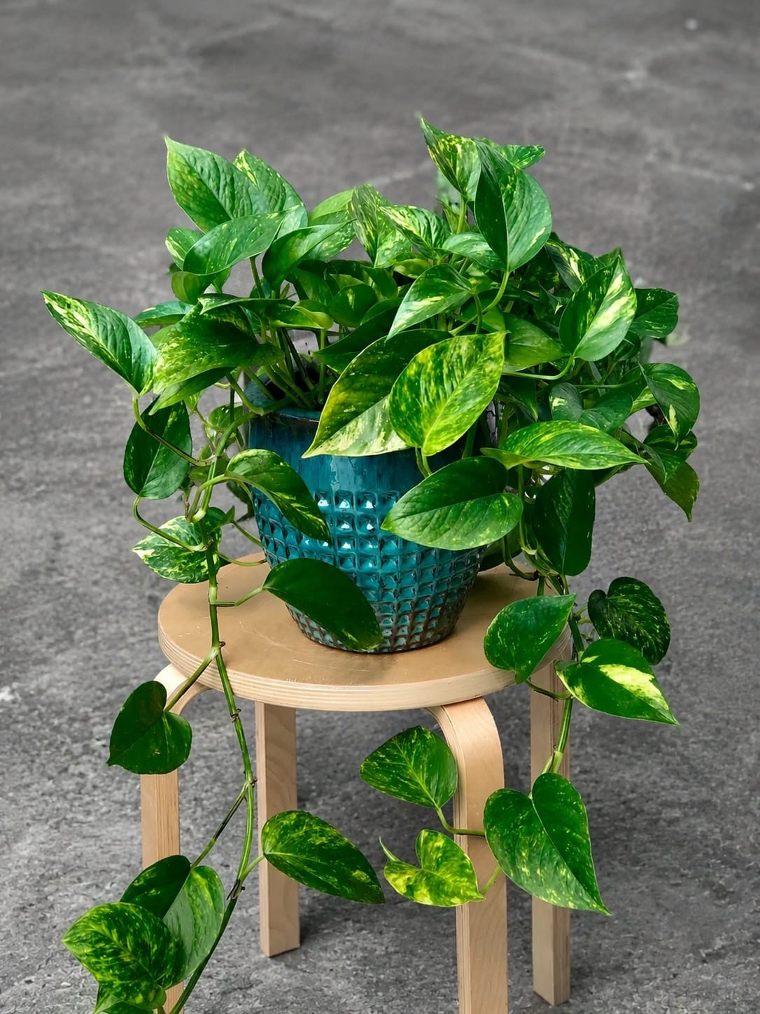 All Plants – PlantVers Houseplants