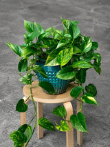 Golden Pothos in a 4" &  6" Nursery Pot - Easy Care Houseplant - Low light Indoor Plant - Desk / Shelf / Hanging Basket Plant / Air purifier plant