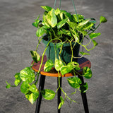 Hawaiian Pothos in 6" Hanging Basket – Easy Care Trailing Houseplant