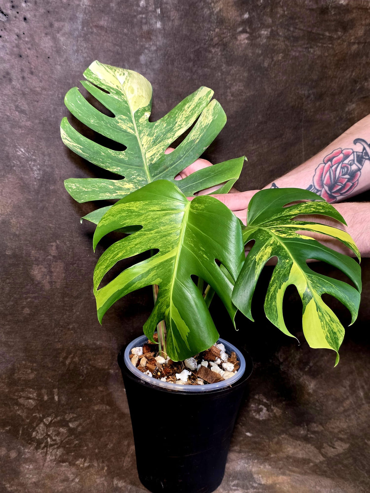 Monstera Borsigiana Aurea Variegated - Exact Plant - US Seller - (June-16-04)