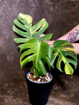 Monstera Borsigiana Aurea Variegated - Exact Plant - US Seller - (June-16-04)